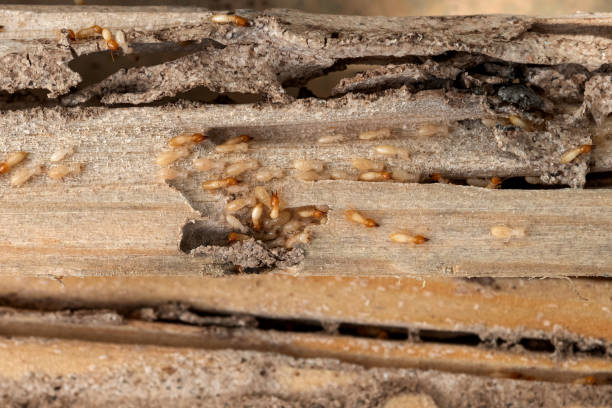 Best Pest Prevention Services  in Lake Kiowa, TX